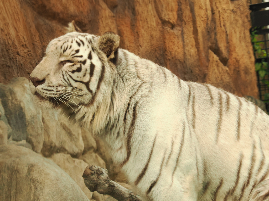 ホワイトタイガー　3