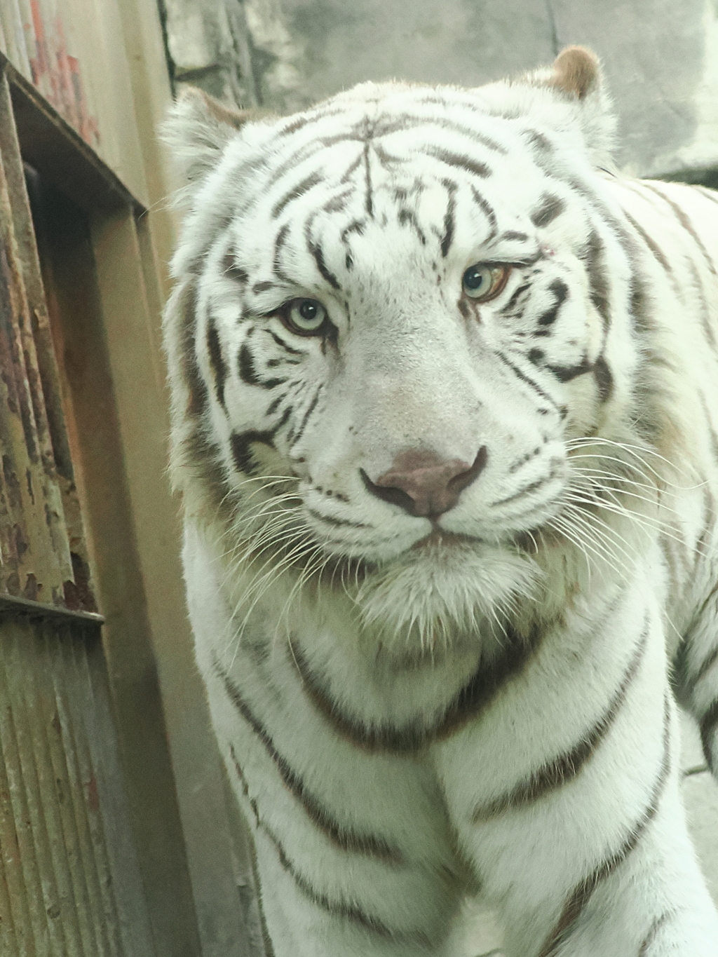 ホワイトタイガー