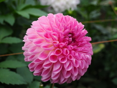 桜色の衣