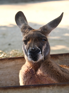 やる気ゼロのカンガルー