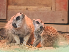 ミーアキャット親子　3