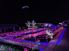 古代蓮の里　池 2