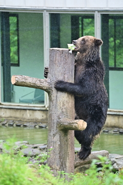 リンゴをGet！