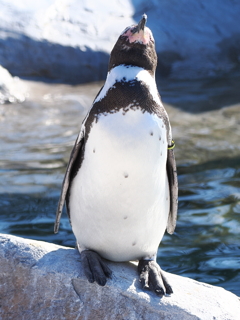 ペンギン 5