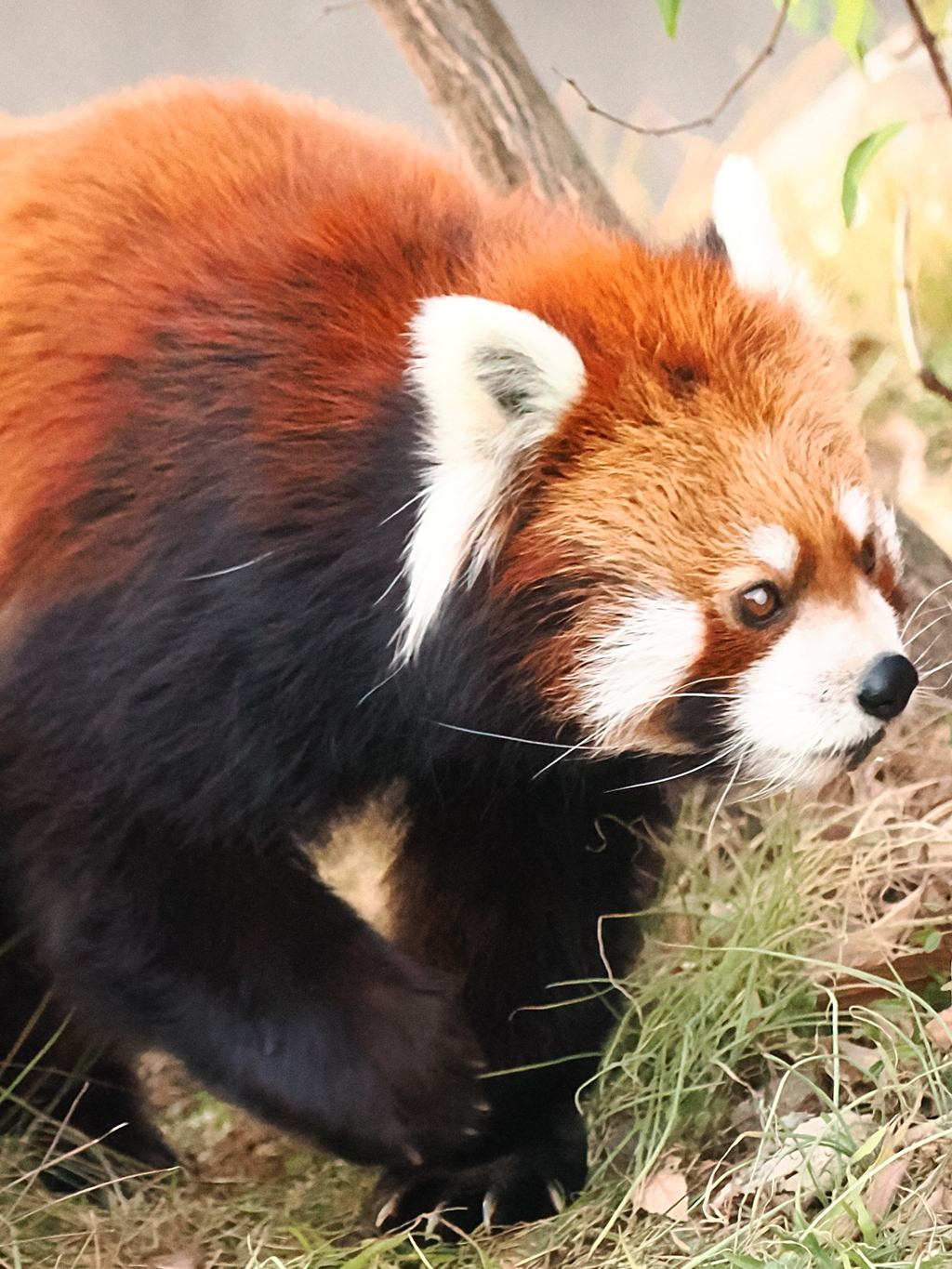 レッサーパンダ　2