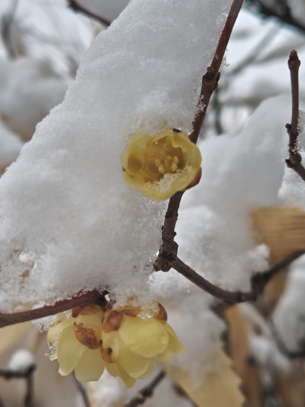 自宅のロウバイ　