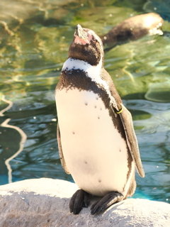 ペンギン2