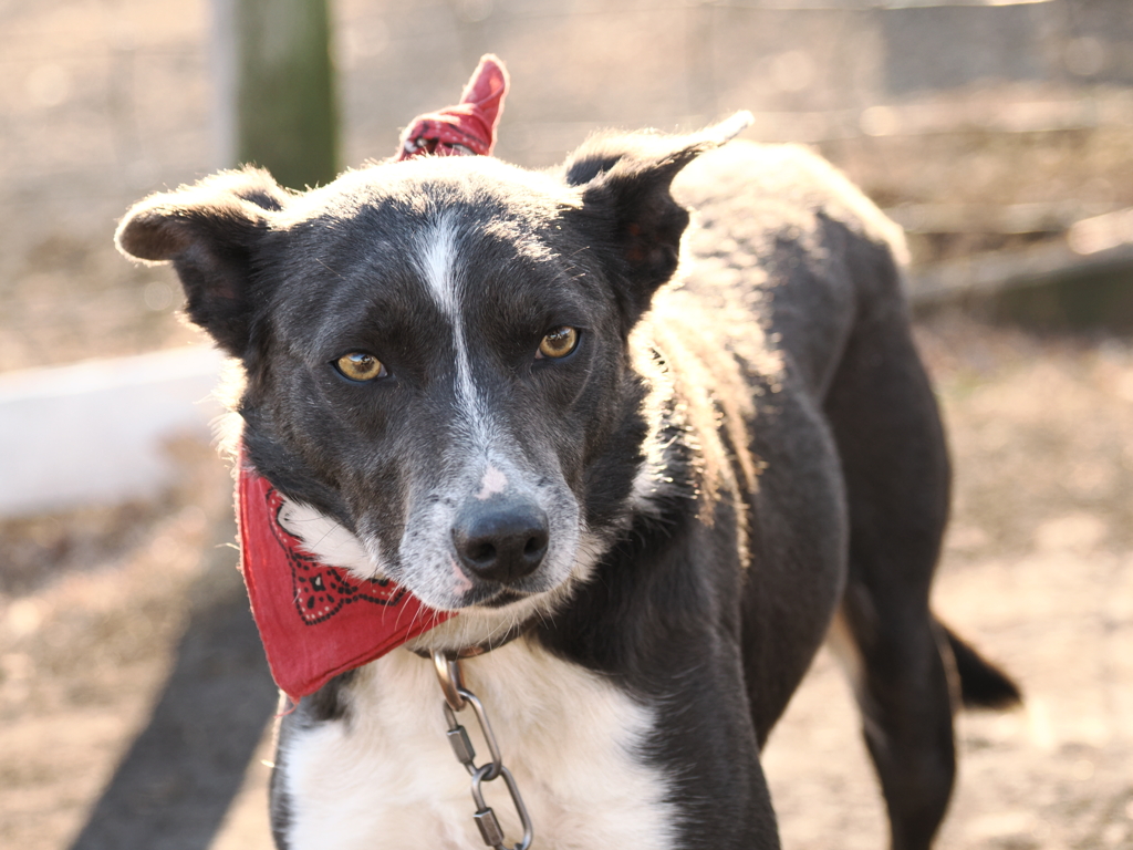 牧羊犬 8鋭い眼光