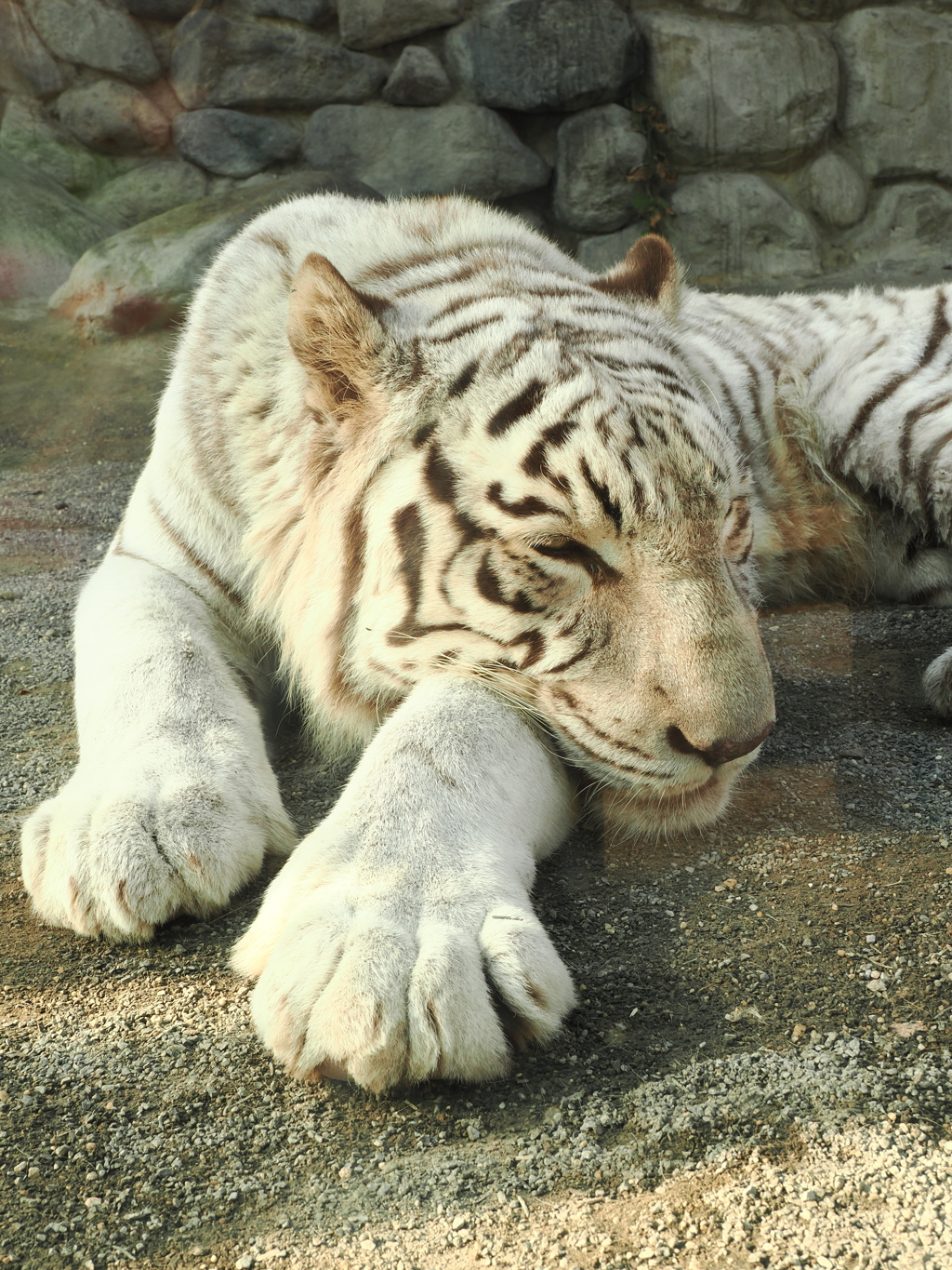 ホワイトタイガー 7