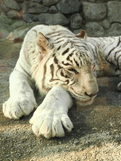 ホワイトタイガー 7