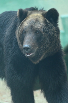 東武動物公園のヒグマ