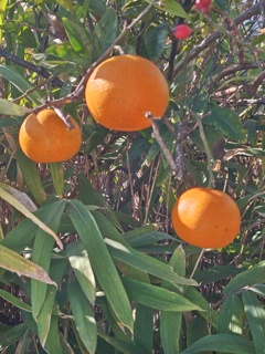 自宅の庭のミカン