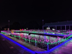 古代蓮の里　池　1