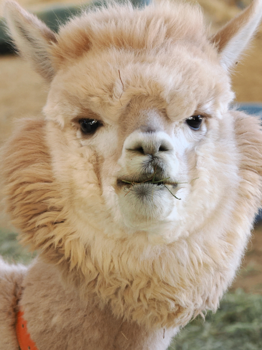 アルパカ　正面