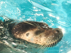 アザラシ 1