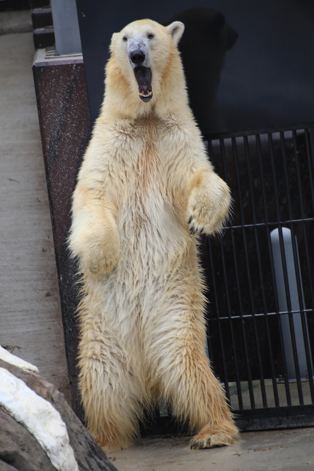 シロクマの叫び