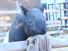 やる気ゼロのバク