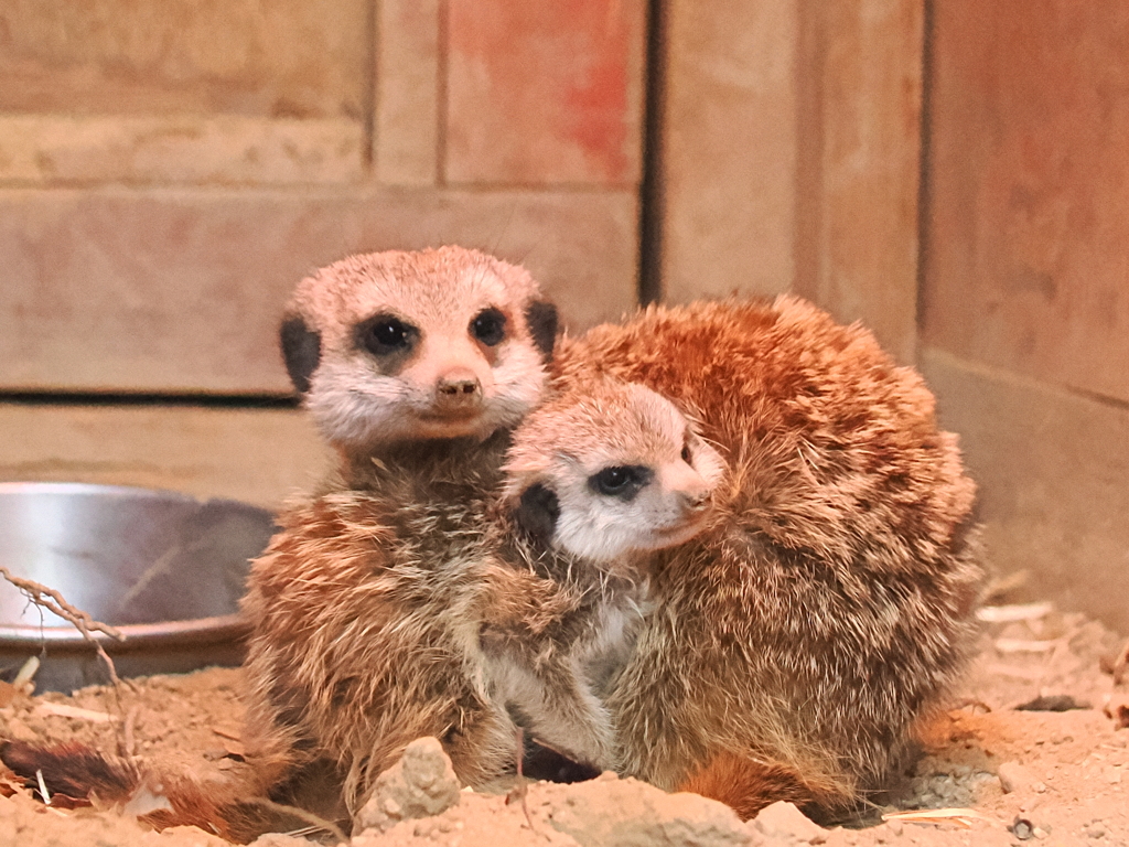 ミーアキャット親子　7