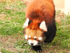 レッサーパンダ 8