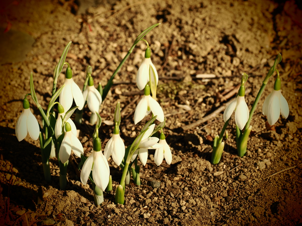 スノードロップ