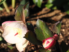 クリスマスローズ　2