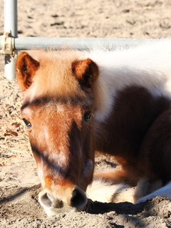 ウマ　鼻の穴デカい