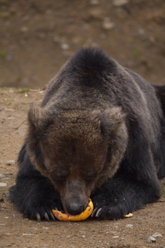 カボチャを独り占め