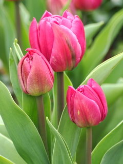 早咲きチューリップ　森林公園