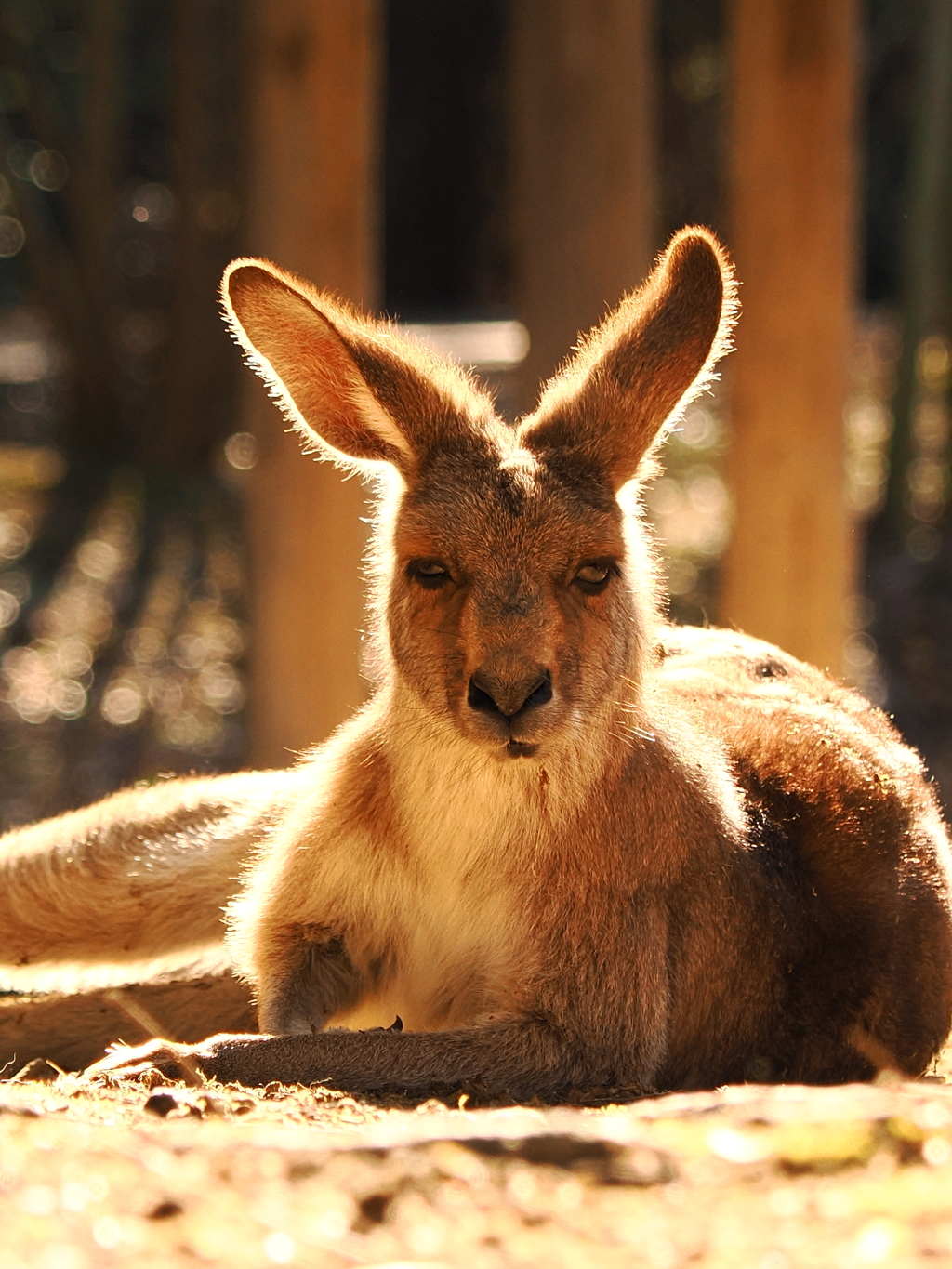 オッサンくさいカンガルー