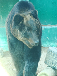 ヒグマ ウメタロウ