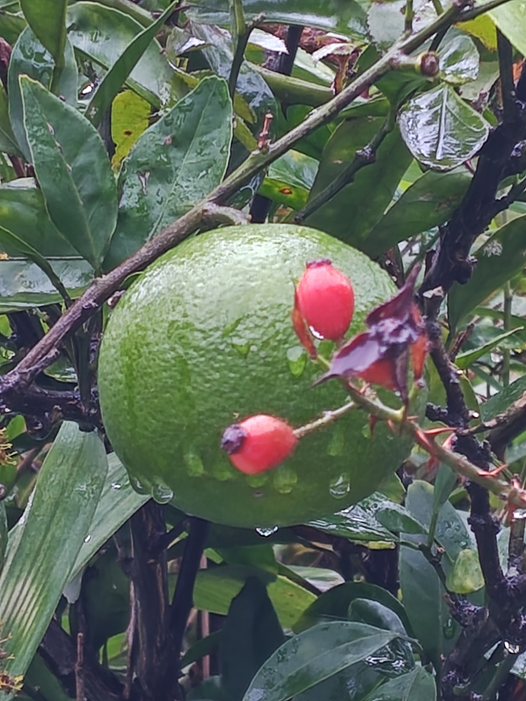 庭にあるミカン