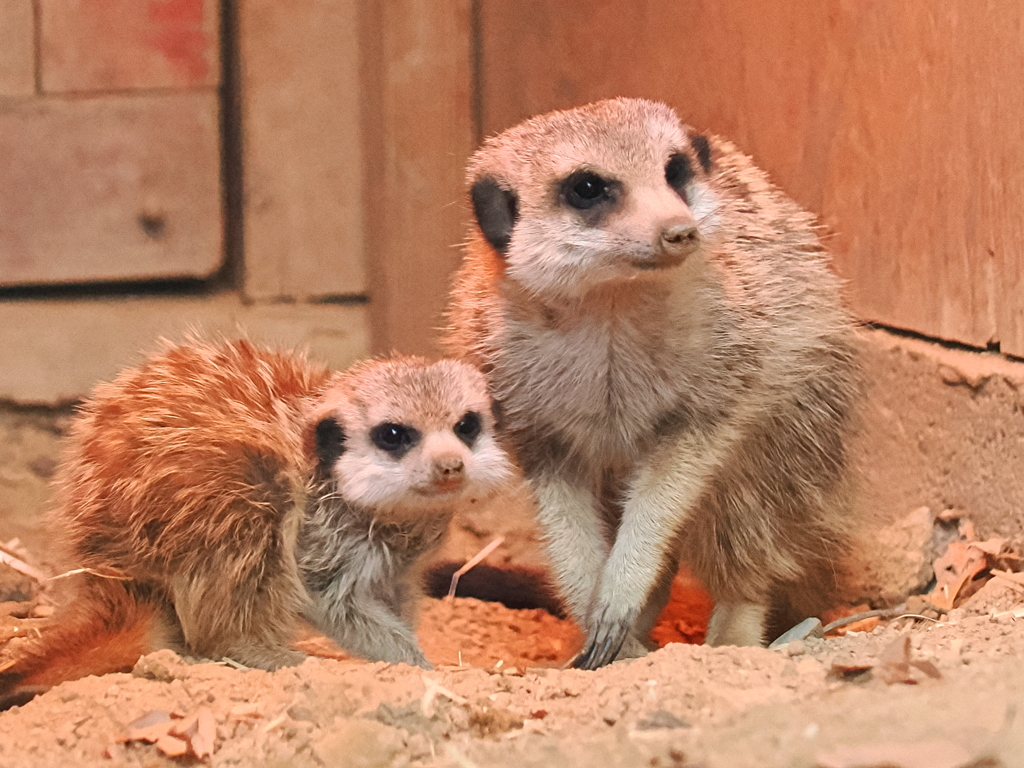 ミーアキャット親子　1