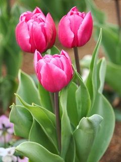 早咲きチューリップ　2