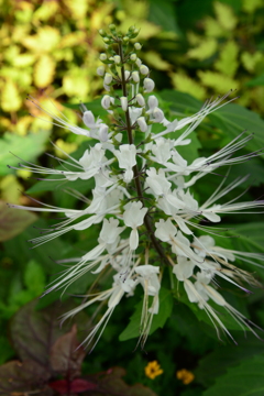 b550721c-c099-477b-8da5-3e636b1cd6e4-1_a