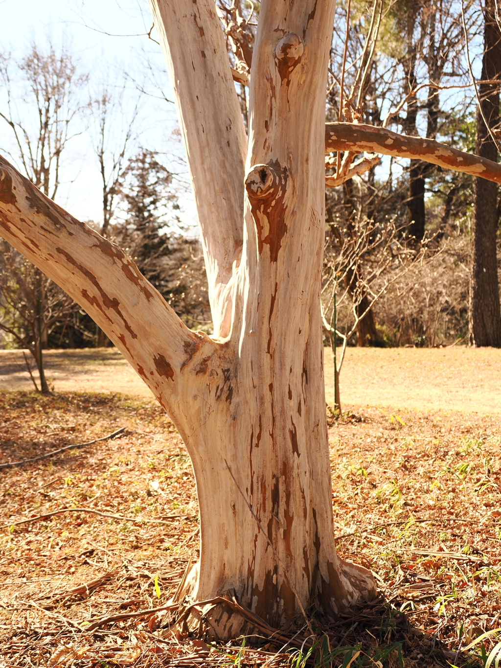 シマサルスベリ