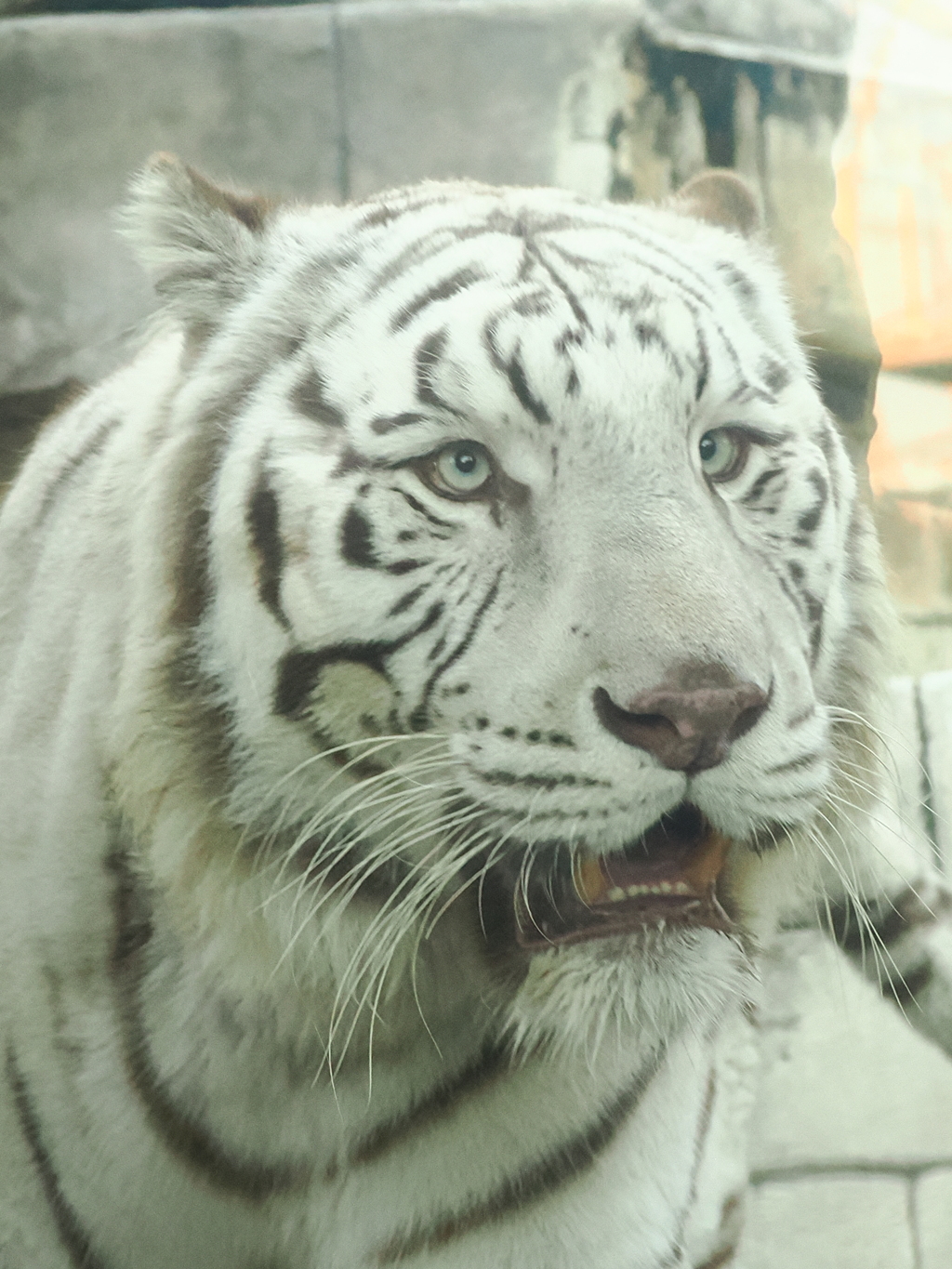 ホワイトタイガー 2