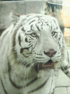 ホワイトタイガー 2