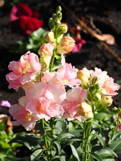 b550721c-c099-477b-8da5-3e636b1cd6e4-1_a