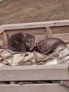 コツメカワウソ