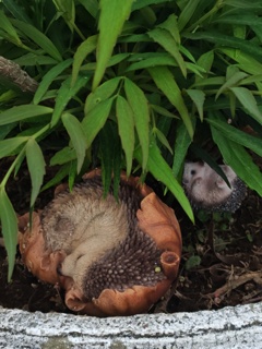 ハリネズミ　寝てます
