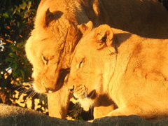 ライオン 4