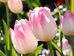 チューリップ