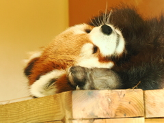 レッサーパンダ