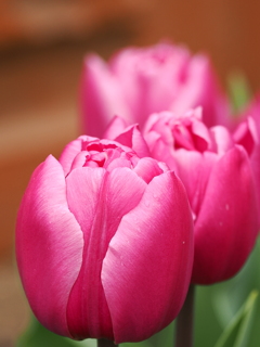 早咲きチューリップ　4