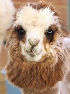 アルパカ　