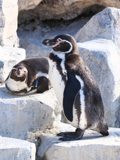 ペンギン 4