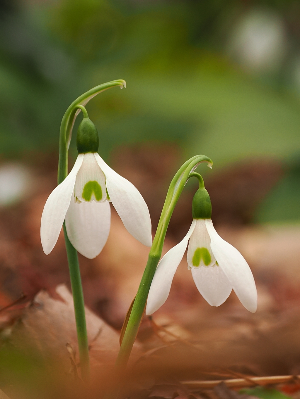 スノードロップ　2