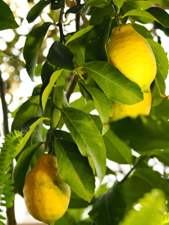 レモン
