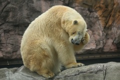 クマった