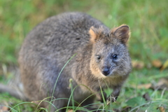クオッカ　5